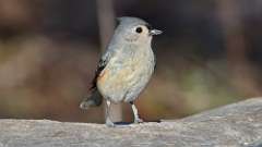 11: 2023-02-18-tufted titmouse 0C3_0251