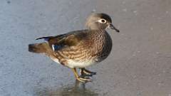 12: 2023-02-18-wood duck 0C3_0375