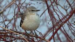 14: 2023-02-21-Northern Mockingbird 0C3_0345