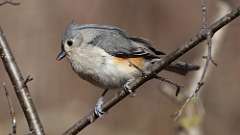 15: 2023-02-21-Tufted Titmouse 0C3_0050