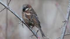 13: 2023-02-21-house-sparrow 0C3_0166