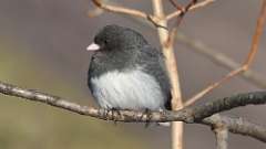 16: 2023-02-25-Dark-eyed Junco 0C3_0074