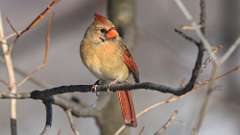 17: 2023-02-25-Northern Cardinal 0C3_0025