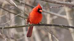 18: 2023-02-26-Northern Cardinal 0C3_0028