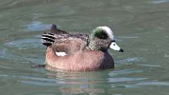 19: 2023-03-05-American Wigeon 6MII0087