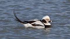 23: 2023-03-19-Long-tailed Duck 0C3_0550