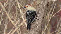 28: 2023-03-24-Red-bellied Woodpecker 0C3_0226