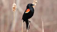 29: 2023-03-24-Red-winged Blackbird 0C3_0006