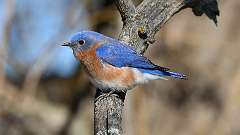 32: 2023-03-30-Eastern Bluebird 0C3_0127