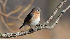 33: 2023-03-30-Female Eastern Bluebird1 0C3_0508