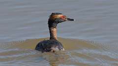 34: 2023-04-02-Horned Grebe  0C3_0467