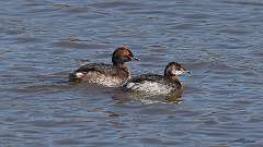 35: 2023-04-02-Horned Grebes 0C3_0735