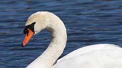 36: 2023-04-02-Mute Swan 0C3_0249