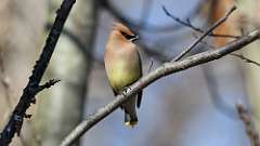 39: 2023-04-09-Cedar Waxwing 0C3_0267