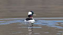 40: 2023-04-15-Bufflehead 0C3_0004