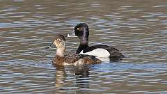 41: 2023-04-15-Ring-necked Duck 0C3_0238