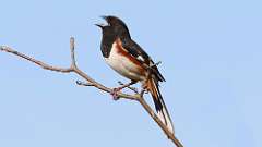 43: 2023-04-16-Eastern Towhee 0C3_0143