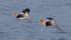 46: 2023-04-19-American Avocet in fliight 0C3_1504