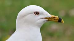 48: 2023-04-26-gull 0C3_0003