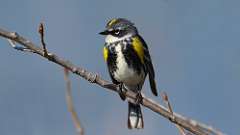 50: 2023-04-27-Yellow-rumped Warbler 0C3_0328