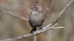 60: 2023-05-08-Brown-headed Cowbird 0C3_0133