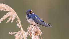 62: 2023-05-09-Barn Swallow 0C3_0360