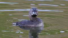 65: 2023-05-10-Pied-billed Grebe 0C3_0661