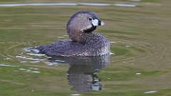 66: 2023-05-10-Pied-billed Grebe 0C3_0664