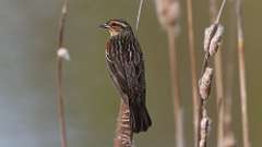 67: 2023-05-10-Red-winged Blackbird 0C3_0475