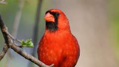 70: 2023-05-11-Northern Cardinal 0C3_0163