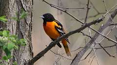 71: 2023-05-12-Baltimore Oriole 0C3_0214