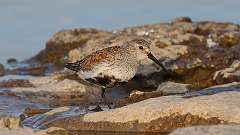 73: 2023-05-13-Dunlin 0C3_1033