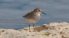 74: 2023-05-13-Least Sandpiper 0C3_0319