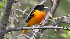 75: 2023-05-14-Baltimore Oriole 0C3_0606