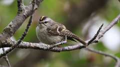 77: 2023-05-14-Golden-crowned Kinglet 0C3_0253