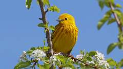 81: 2023-05-14-Yellow Warbler 0C3_0574