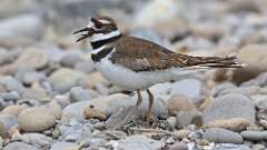 89: 2023-05-19-Killdeer 0C3_1410