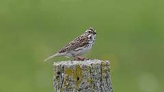 92: 2023-05-19-Savannah Sparrow 0C3_1102