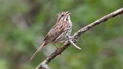 93: 2023-05-19-Song Sparrow 0C3_1297