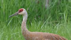 90: 2023-05-19-sandhill cranes 0C3_0563