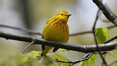 94: 2023-05-19-yellow warbler 0C3_1320