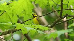 95: 2023-05-21-Hooded Warbler 0C3_0556