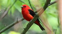 101: 2023-05-21-Scarlet Tanager 0C3_0715