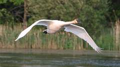 102: 2023-05-21-Trumpeter Swan 0C3_0908