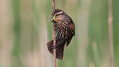 99: 2023-05-21-red-winged blackbird 0C3_0897