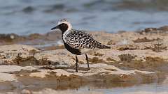 103: 2023-05-22-Black-bellied plover 0C3_0646