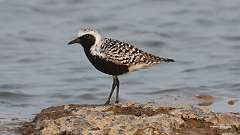 104: 2023-05-22-Black-bellied plover 0C3_0778