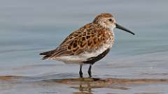 107: 2023-05-23-dunlin 0C3_0935