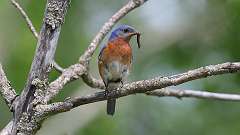 108: 2023-05-23-eastern blue bird 0C3_0219