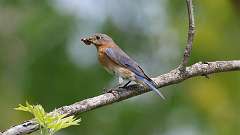 109: 2023-05-23-eastern blue bird 0C3_0237